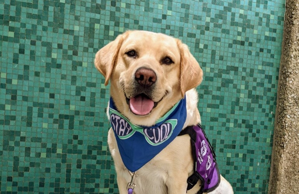 Nala Nala the Facility Dog